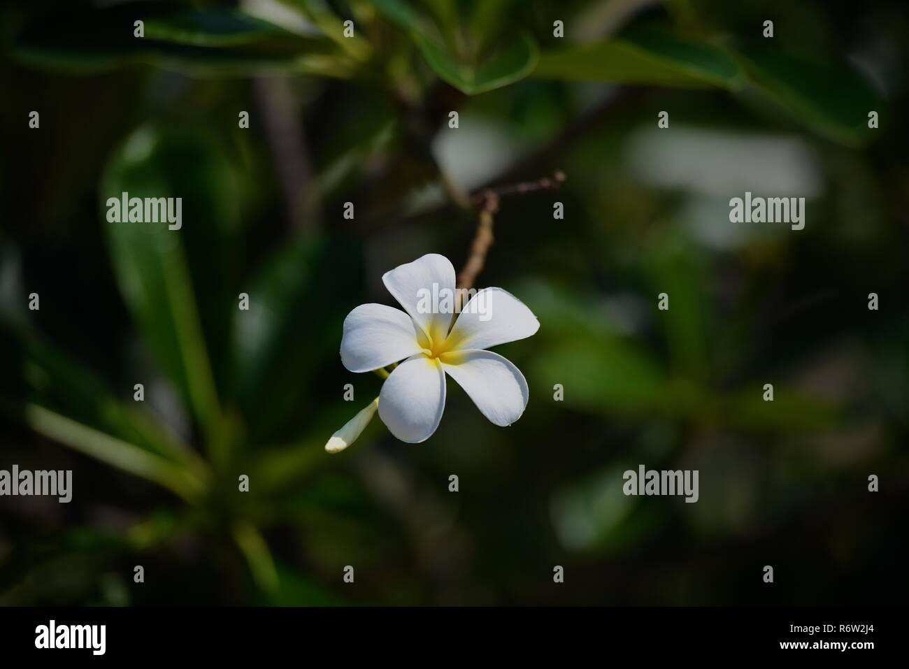 Fleurs et fleurs Plumeria Banque D'Images Fleurs et fleurs Plumeria Banque D'Images