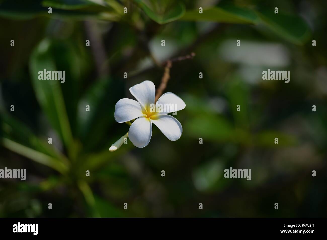 Fleurs et fleurs Plumeria Banque D'Images Fleurs et fleurs Plumeria Banque D'Images