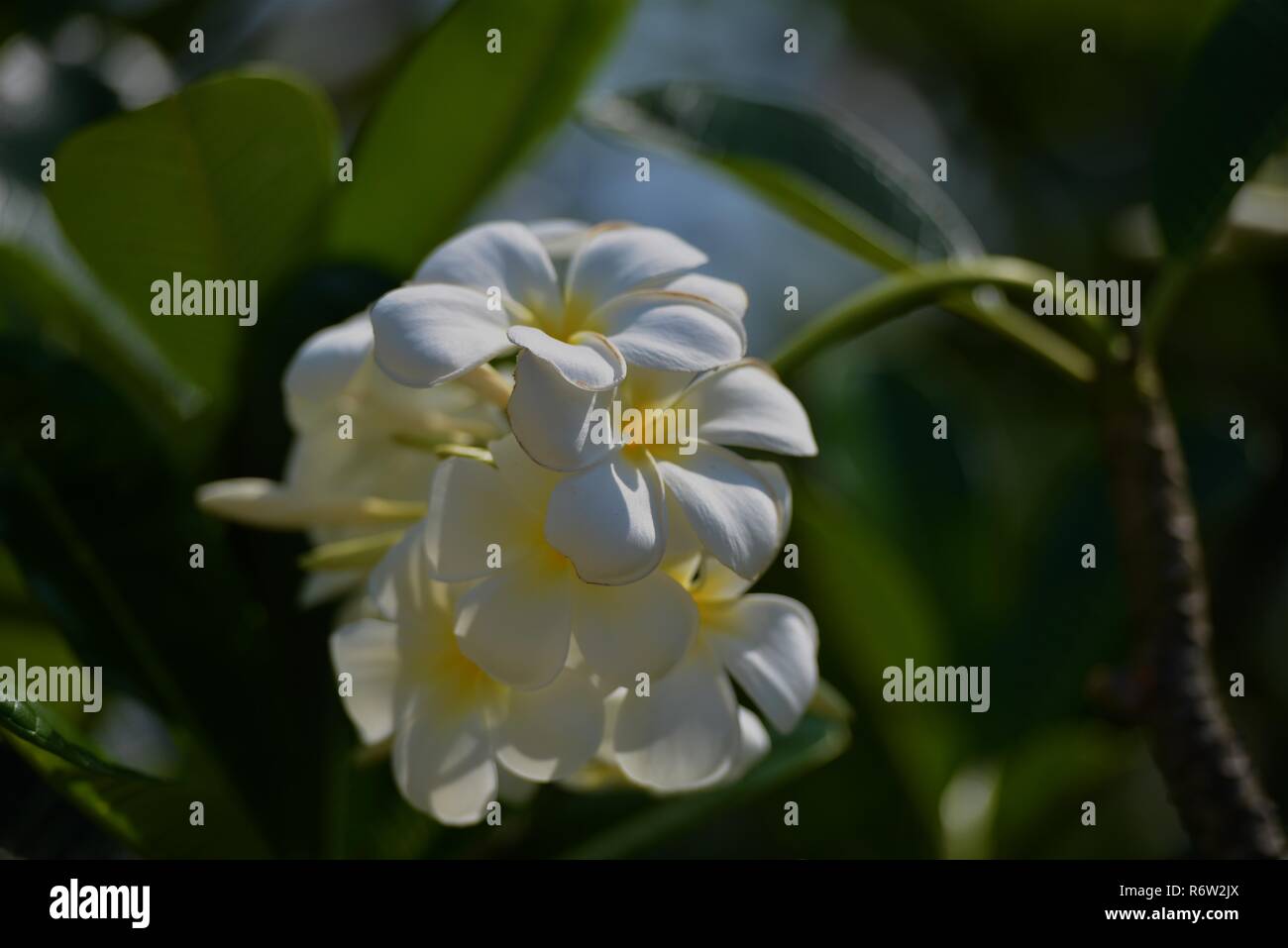 Fleurs et fleurs Plumeria Banque D'Images Fleurs et fleurs Plumeria Banque D'Images