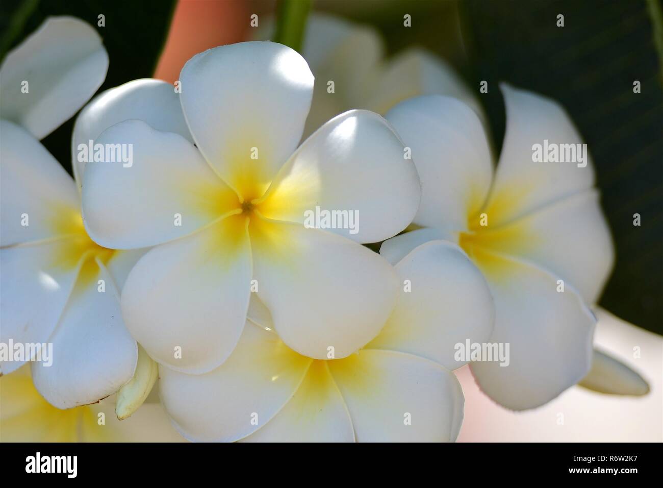 Fleurs et fleurs Plumeria Banque D'Images Fleurs et fleurs Plumeria Banque D'Images