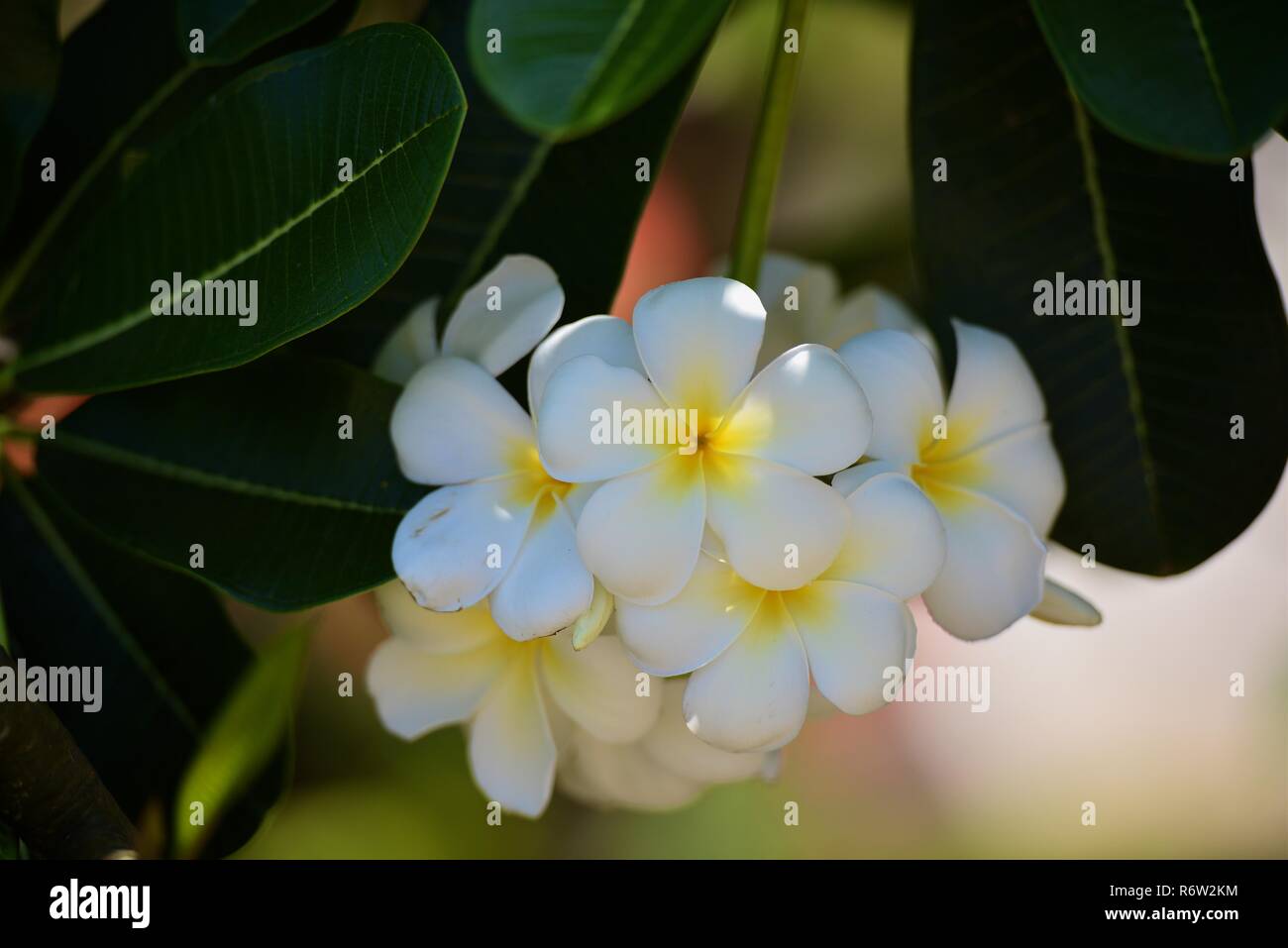 Fleurs et fleurs Plumeria Banque D'Images Fleurs et fleurs Plumeria Banque D'Images