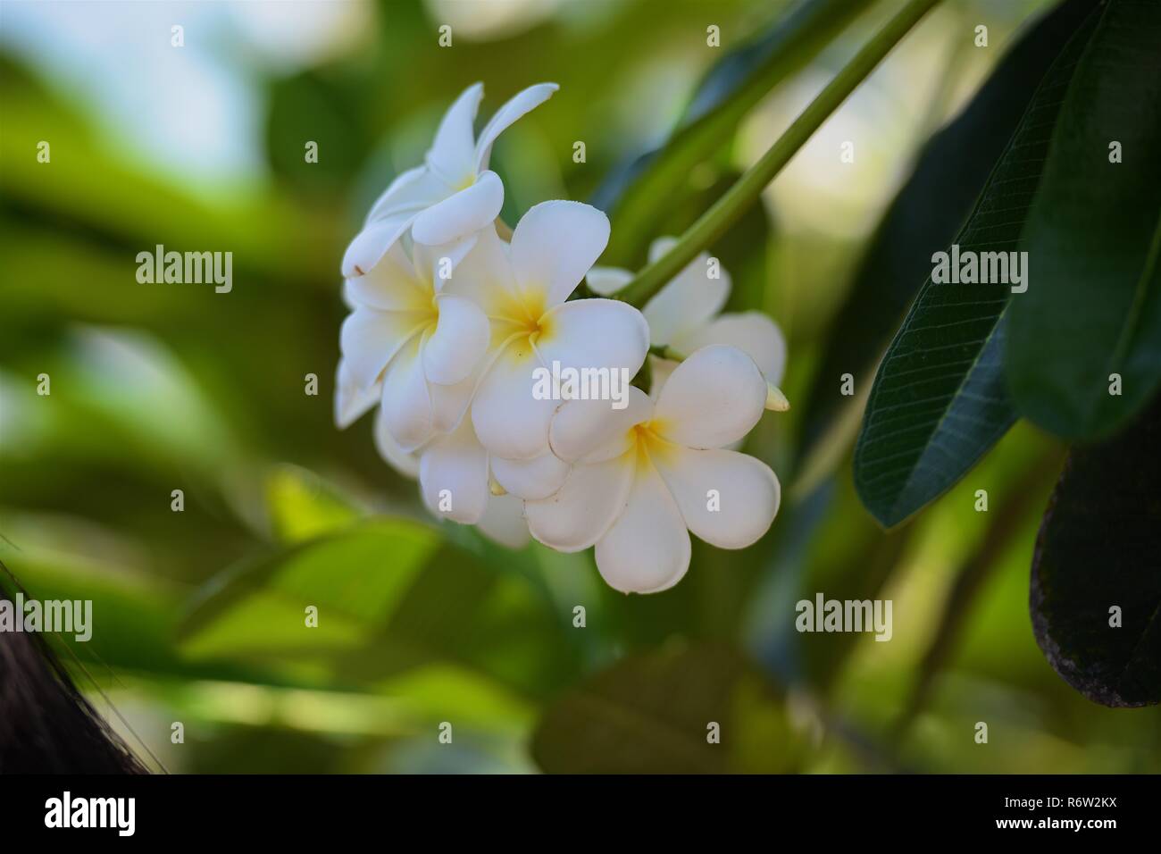 Fleurs et fleurs Plumeria Banque D'Images Fleurs et fleurs Plumeria Banque D'Images