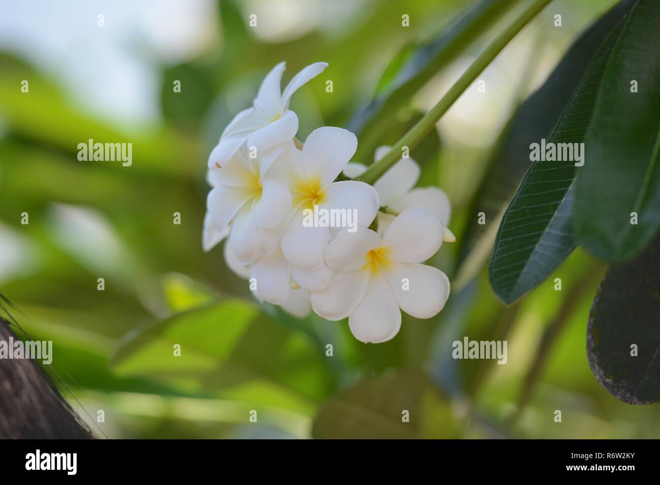 Fleurs et fleurs Plumeria Banque D'Images Fleurs et fleurs Plumeria Banque D'Images