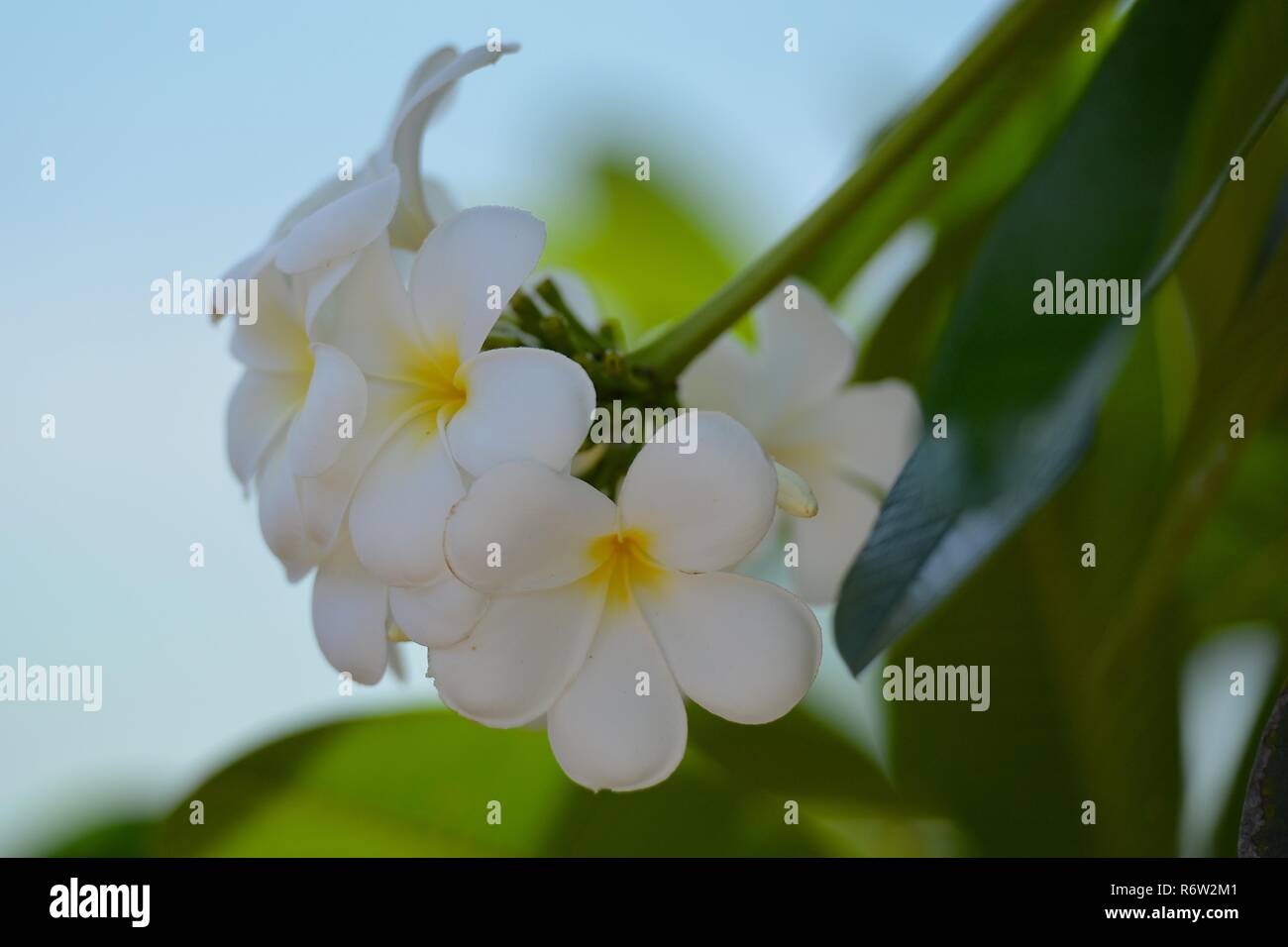 Fleurs et fleurs Plumeria Banque D'Images Fleurs et fleurs Plumeria Banque D'Images