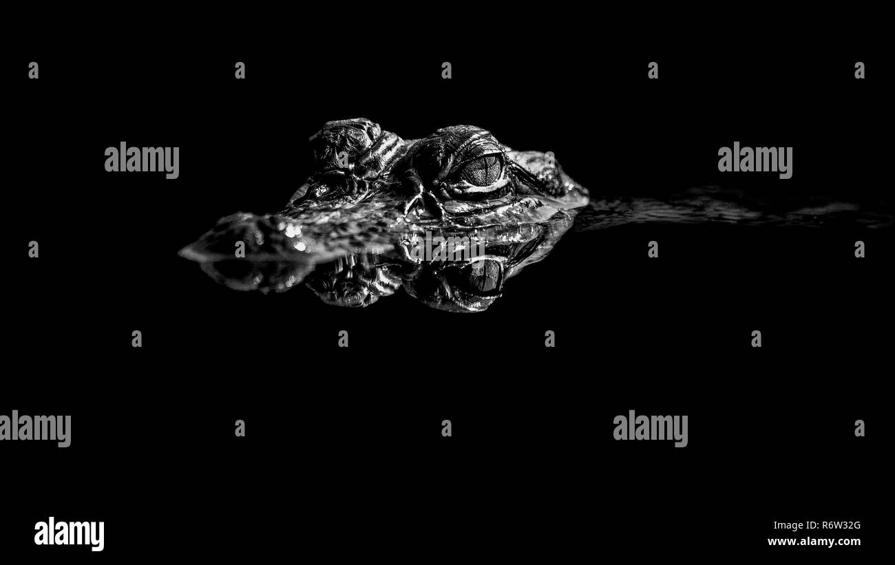 Un très curieux jeune Alligator Alligator mississippiensis) (nage jusqu'à moi alors que j'étais au bord de l'eau à la réserve nationale de faune d'Anahuac Ref Banque D'Images