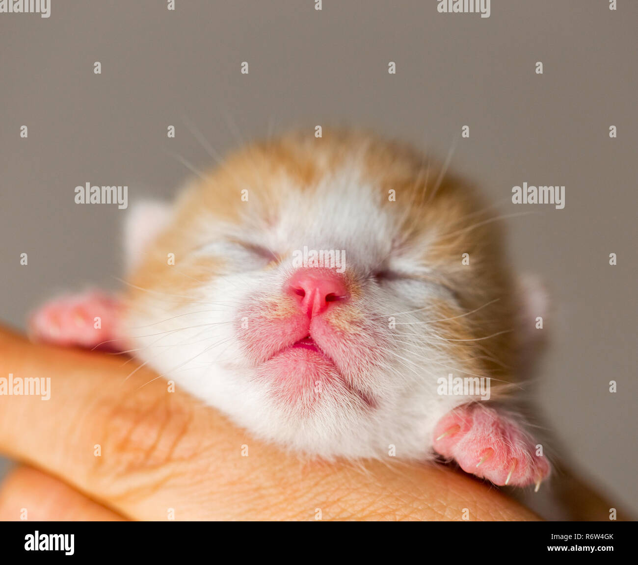 Rose Mignon Nez Et Levres De Nouveau Gingembre Spikes Gros Plan Du Petit Chaton Avec Les Yeux Toujours Clos Bebe Chaton En Mains Photo Stock Alamy Rose Mignon Nez Et Levres De Nouveau Gingembre Spikes Gros Plan Du Petit Chaton Avec Les Yeux Toujours Clos Bebe Chaton En Mains Photo Stock Alamy