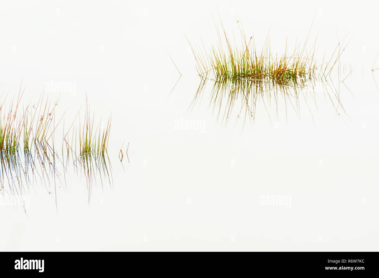 High key image de fond avec copie espace d'herbe comme les plantes aquatiques qui poussent dans une terre humide. Banque D'Images