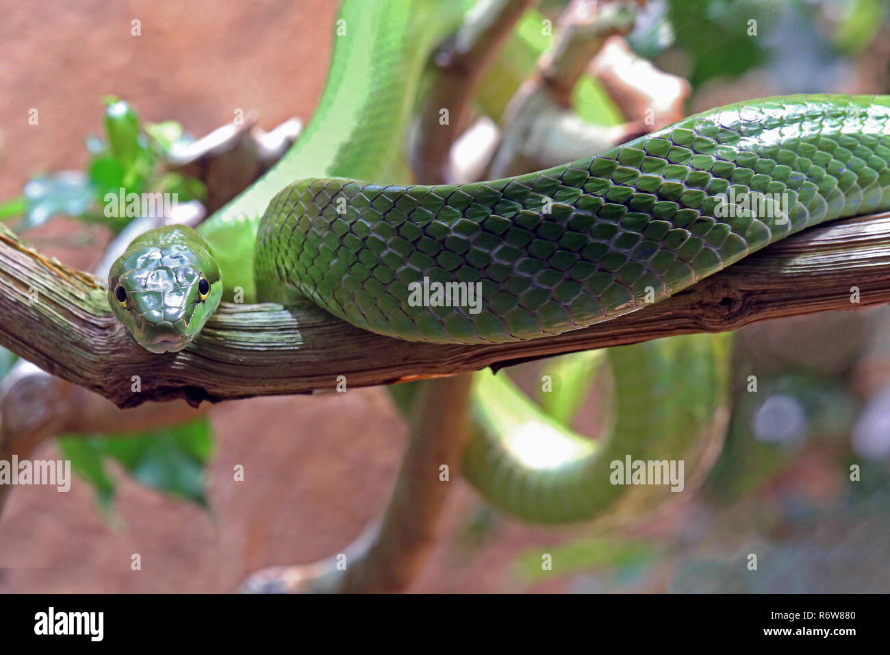 Close-up of serpent gonyosoma oxycephalum spitzkopf Banque D'Images