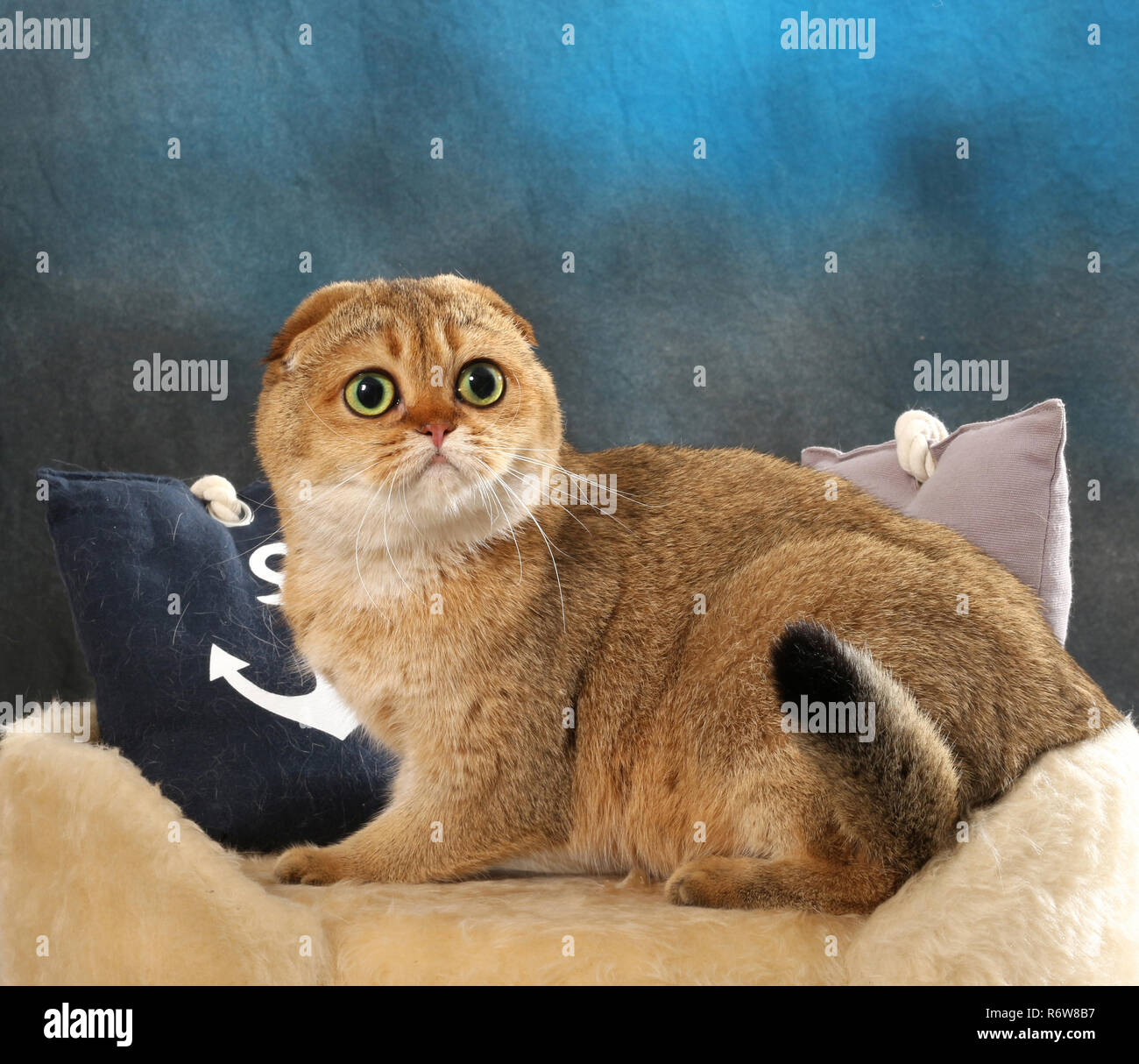 Scottish Fold, noir golden ticked, assis sur un coussin Banque D'Images
