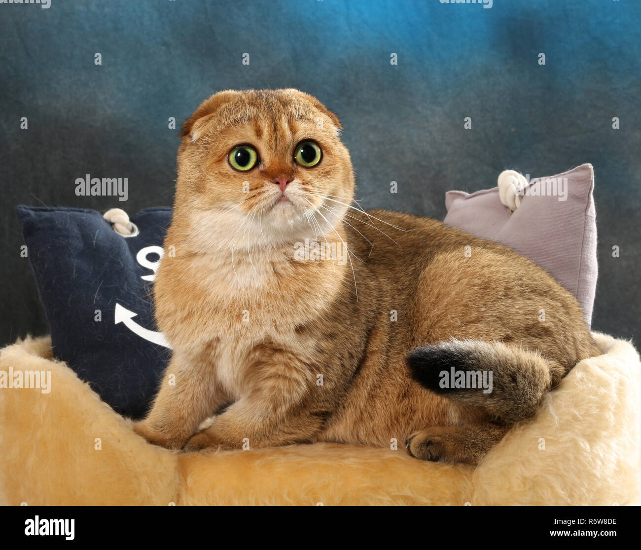Scottish Fold, noir golden ticked, assis sur un coussin Banque D'Images