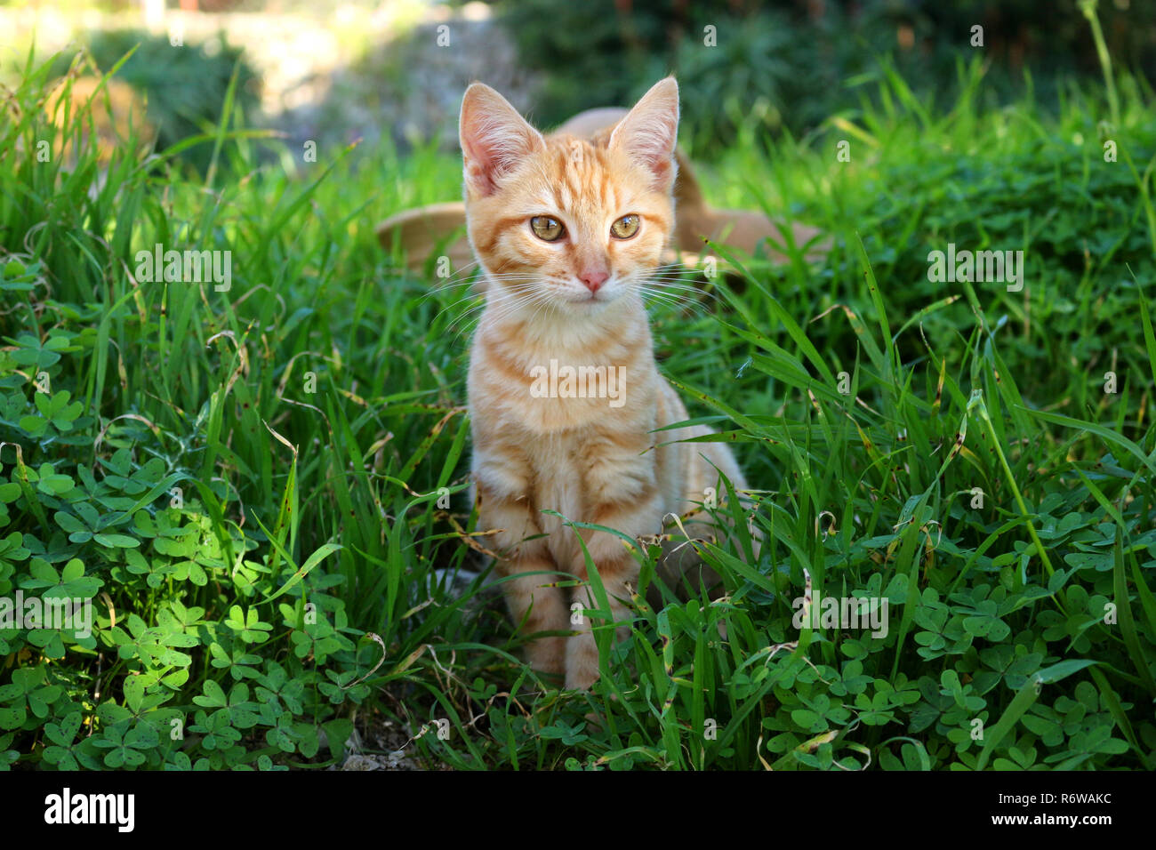 Jeune chat de gingembre, 3 mois, Banque D'Images