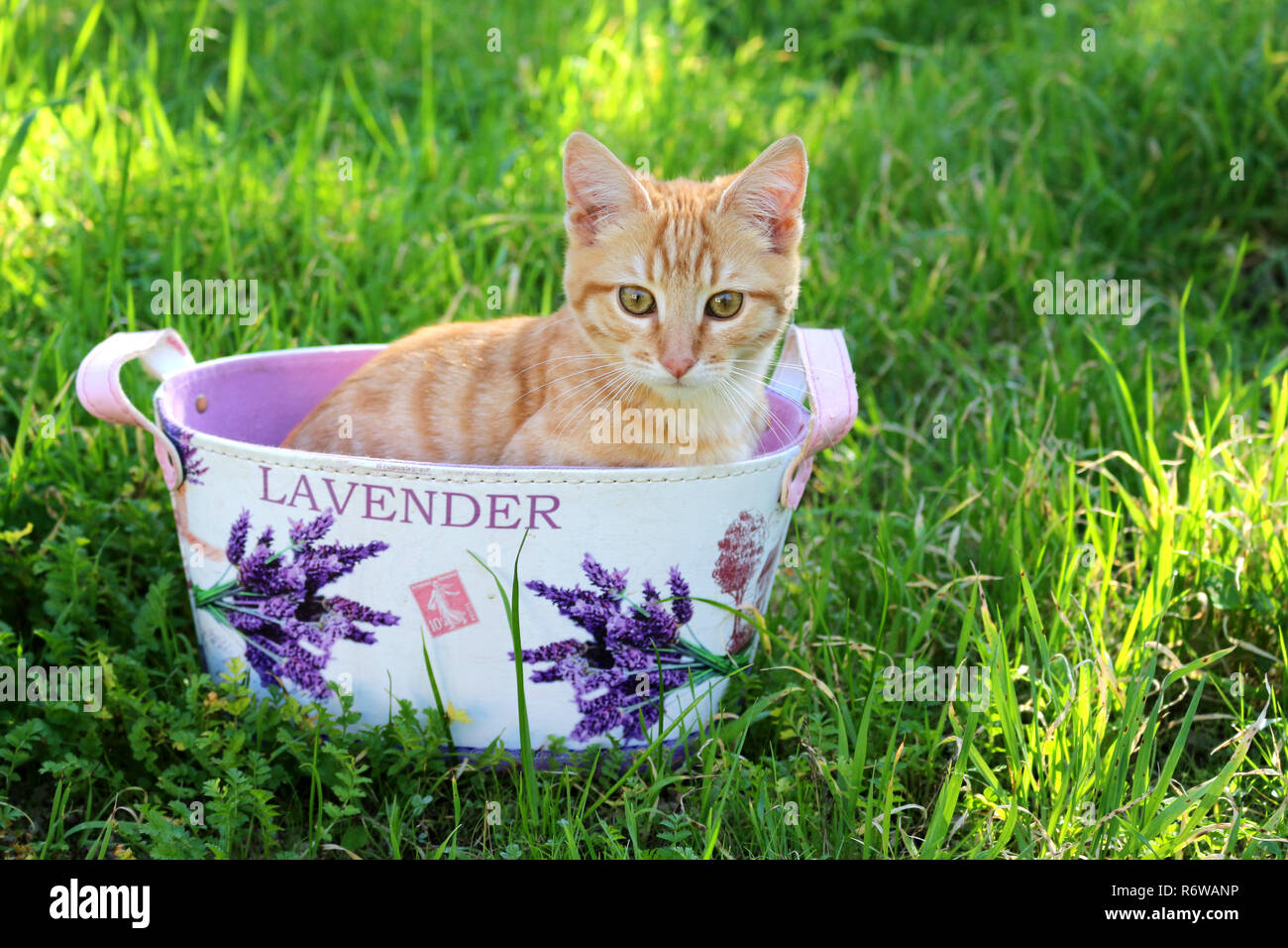 Jeune chat de gingembre, 3 mois, assis dans un pot de fleurs Banque D'Images
