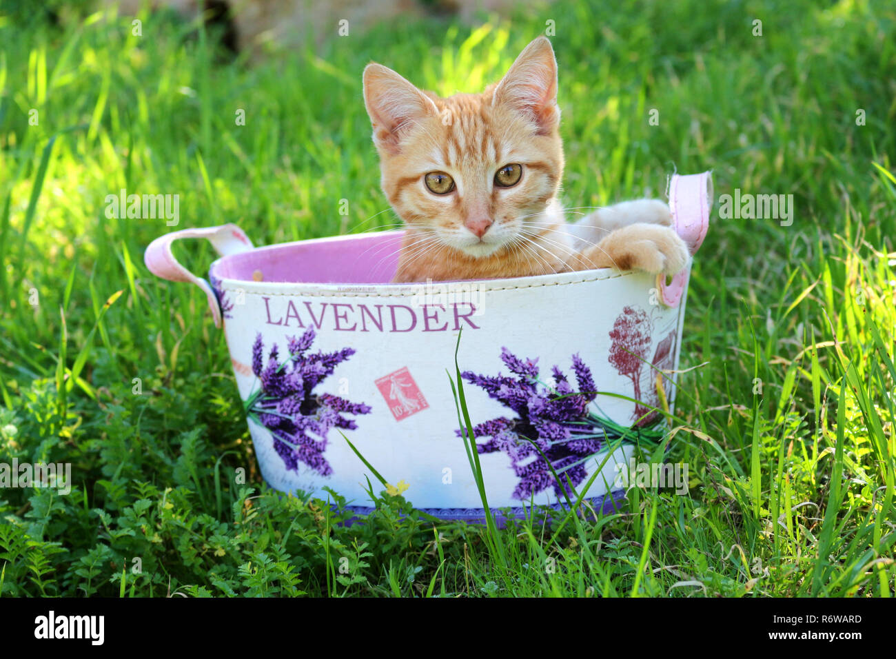 Jeune chat de gingembre, 3 mois, assis dans un pot de fleurs Banque D'Images