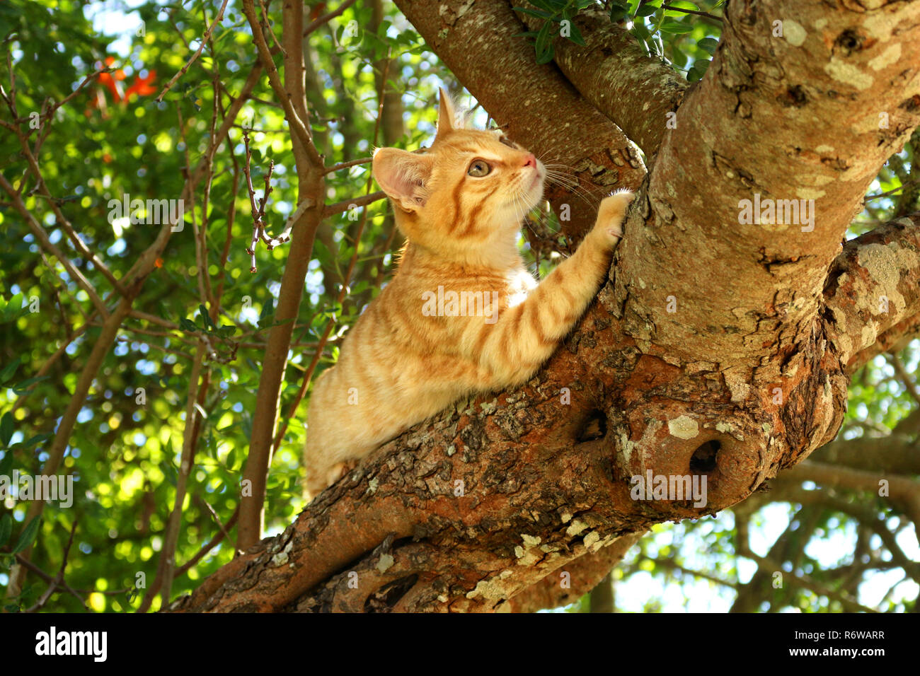 Jeune chat de gingembre, 3 mois, grimpant sur un arbre Banque D'Images