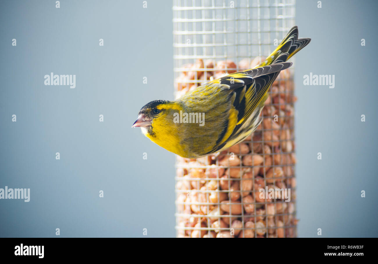 Eurasian siskin bird sur une mangeoire Banque D'Images