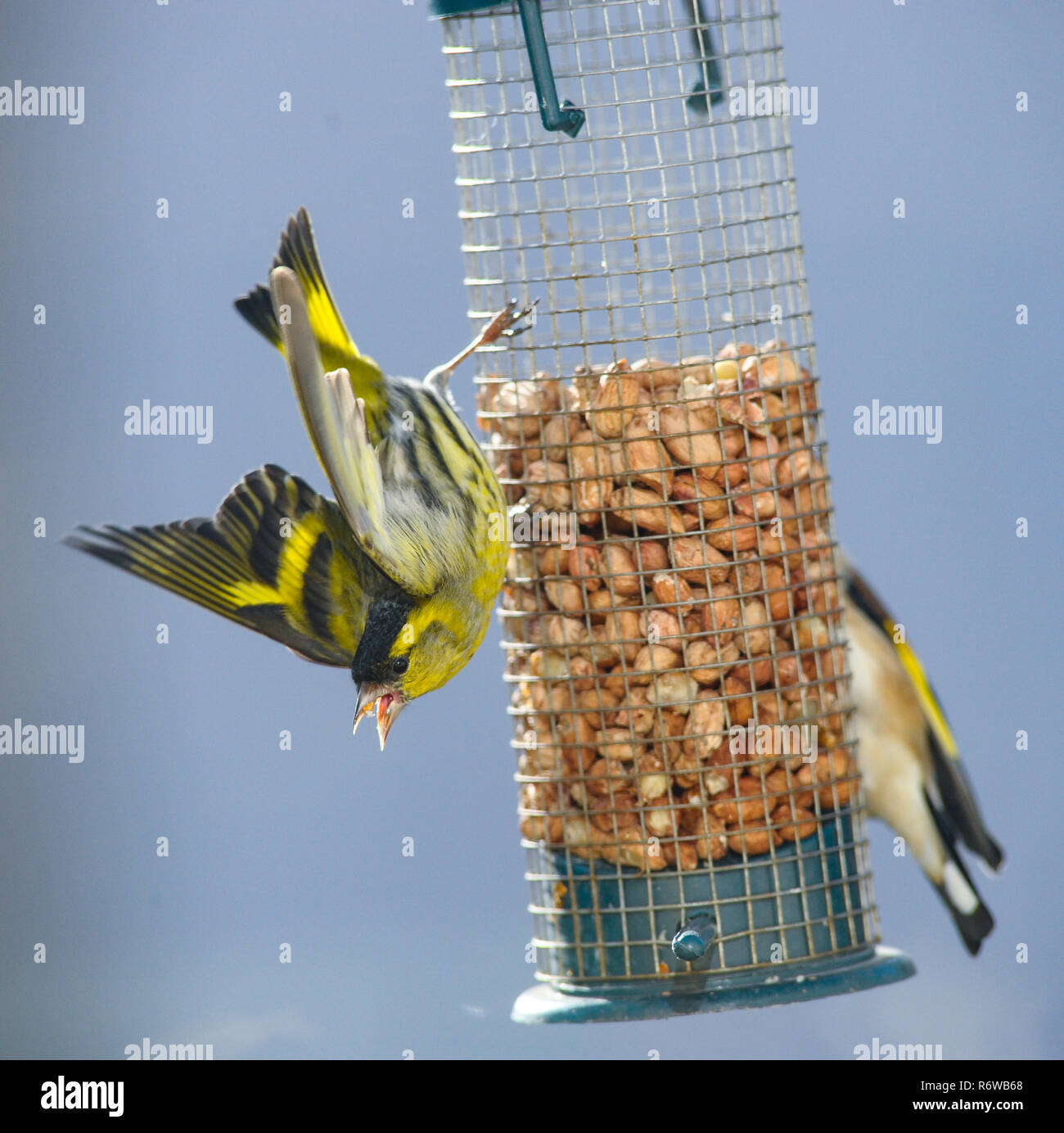 Hanghing oiseau tarin des pins eurasienne sur un convoyeur brid Banque D'Images