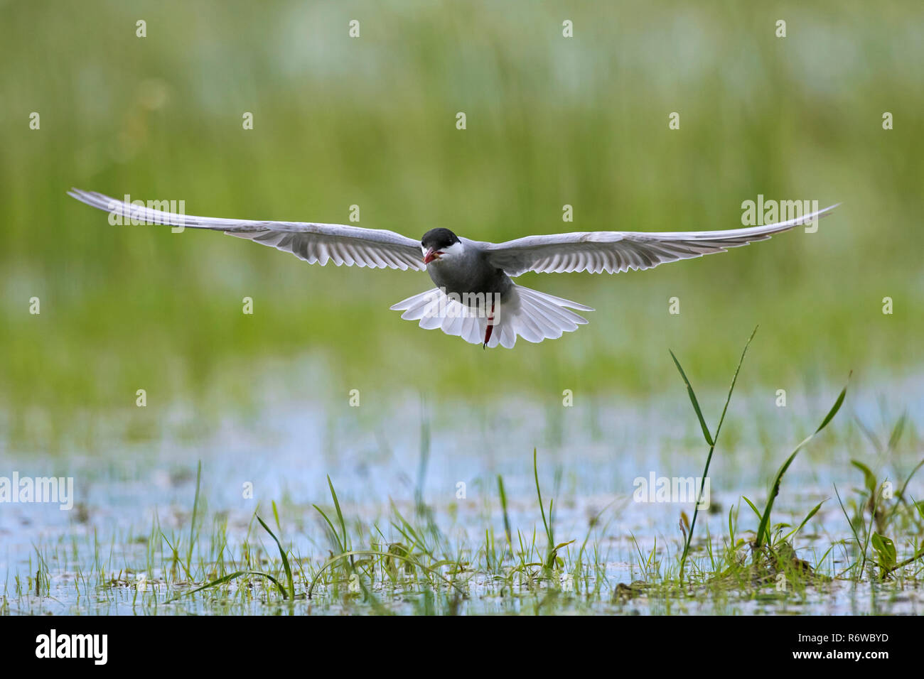 Guifette moustac (Chlidonias hybrida / Chlidonias hybridus) Prendre dans les marais, de reproduction des oiseaux migrateurs sur les lacs, les marais en Europe Banque D'Images