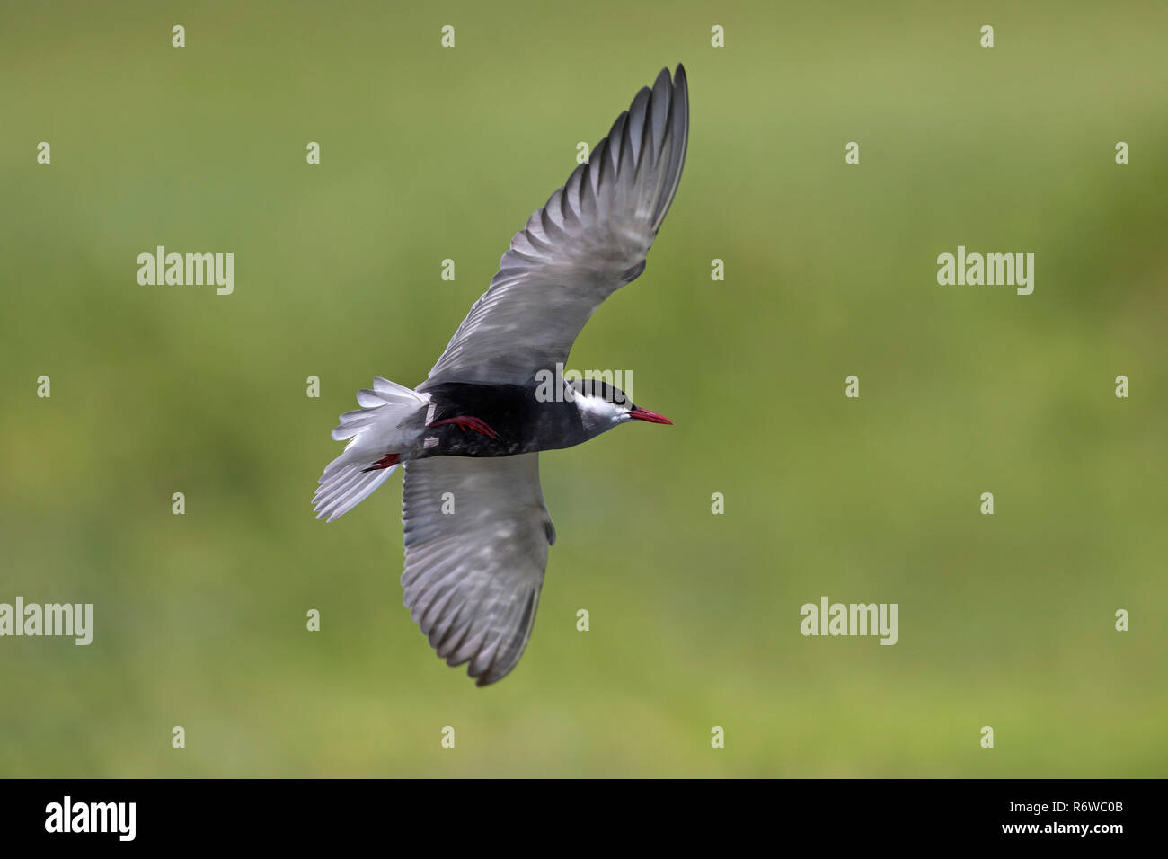 Guifette moustac (Chlidonias hybrida / Chlidonias hybridus) survolant les zones humides, les oiseaux migrateurs qui se reproduisent sur les lacs, marais et rivières en Europe Banque D'Images