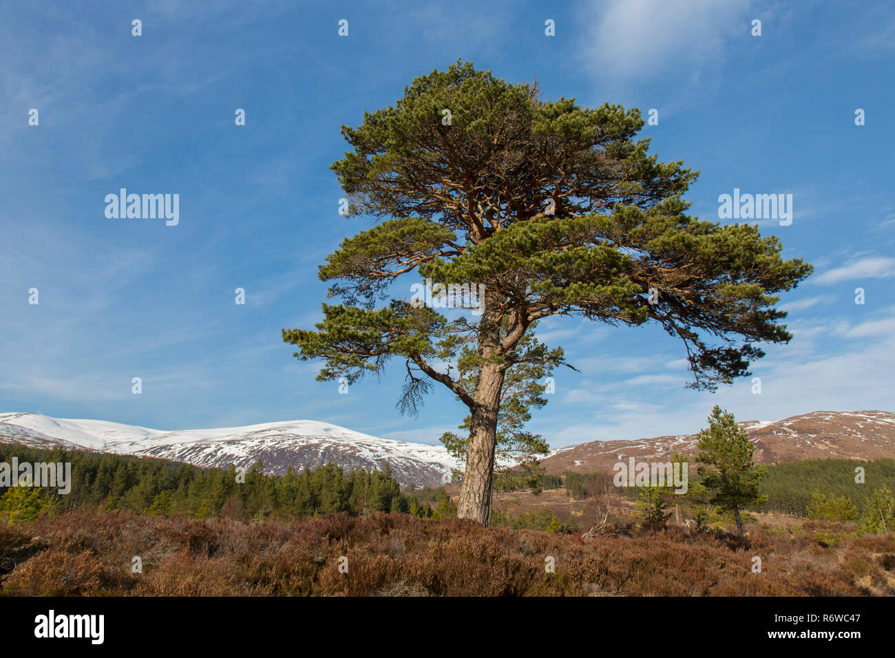 Les solitaires le pin sylvestre (Pinus sylvestris) dans la région de Glen Affric en hiver, Inverness-shire, les Highlands écossais, Highland, Scotland, UK Banque D'Images