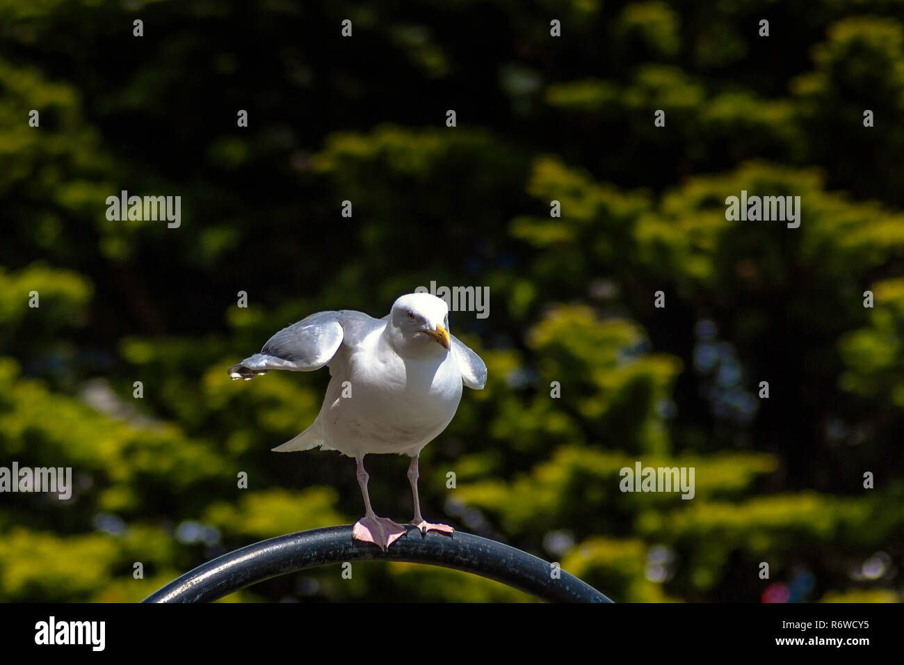 Mouette sauvage Banque D'Images