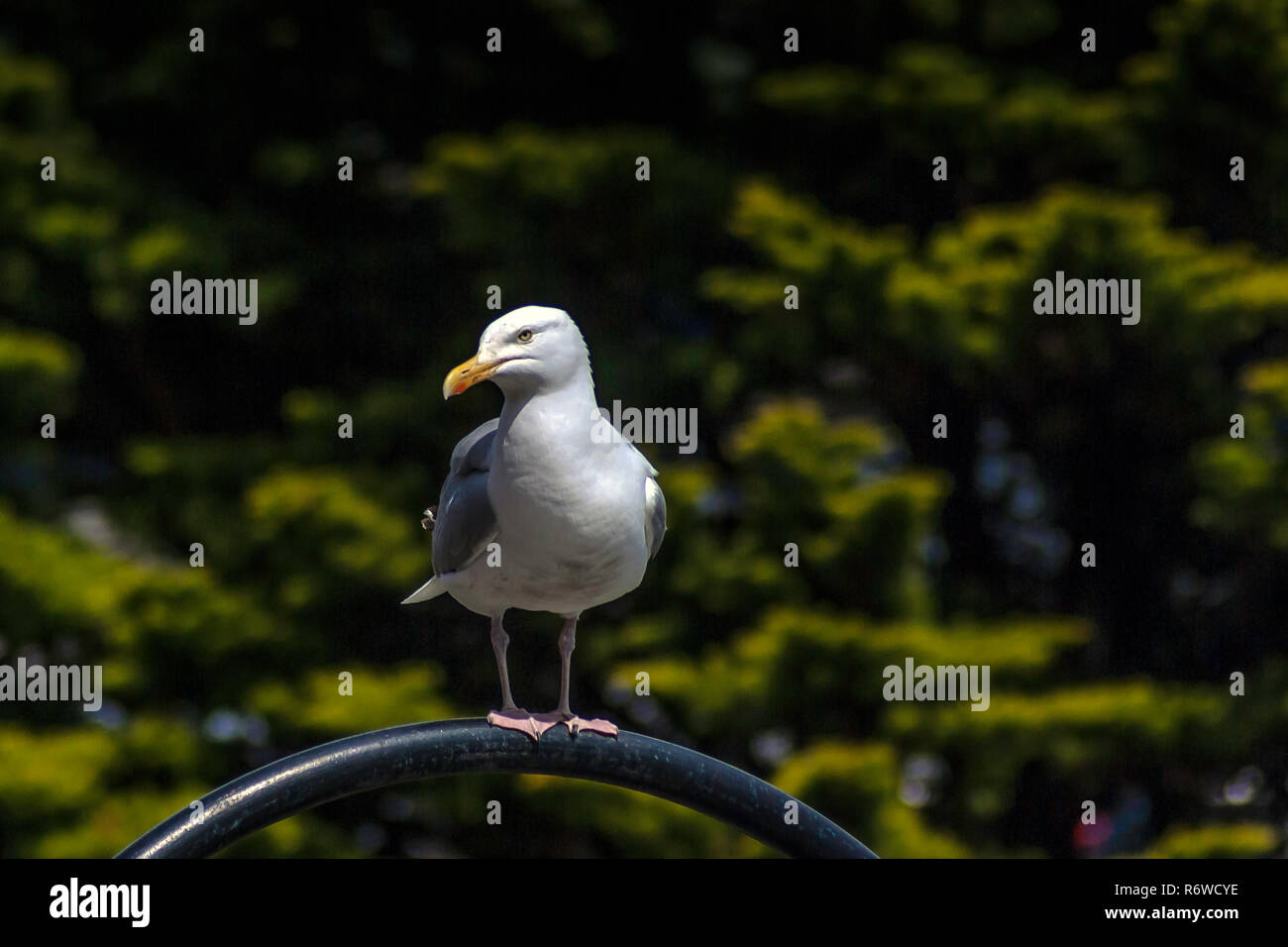 Mouette sauvage Banque D'Images