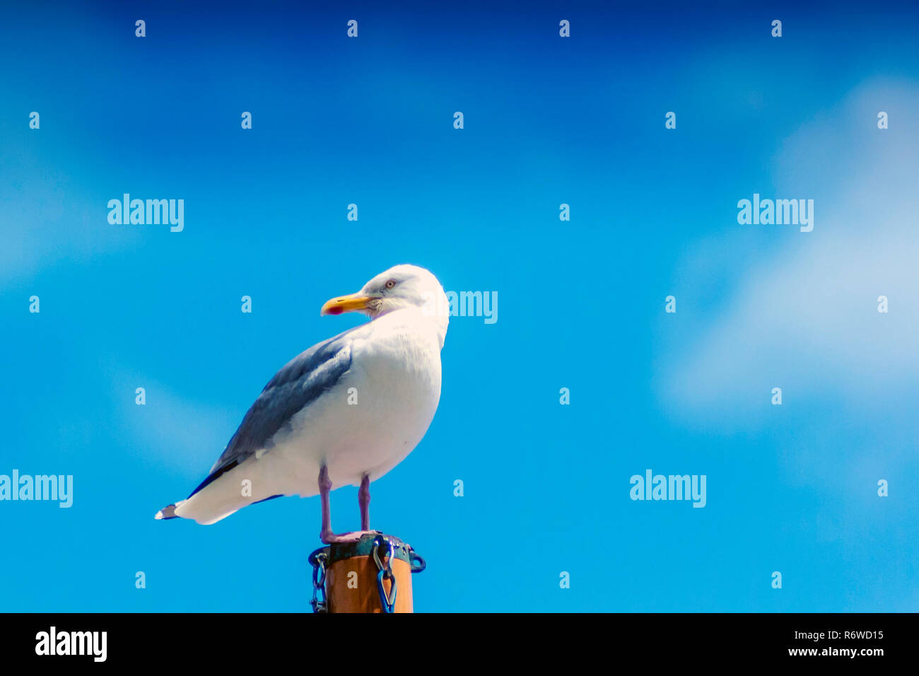 Mouette sauvage Banque D'Images