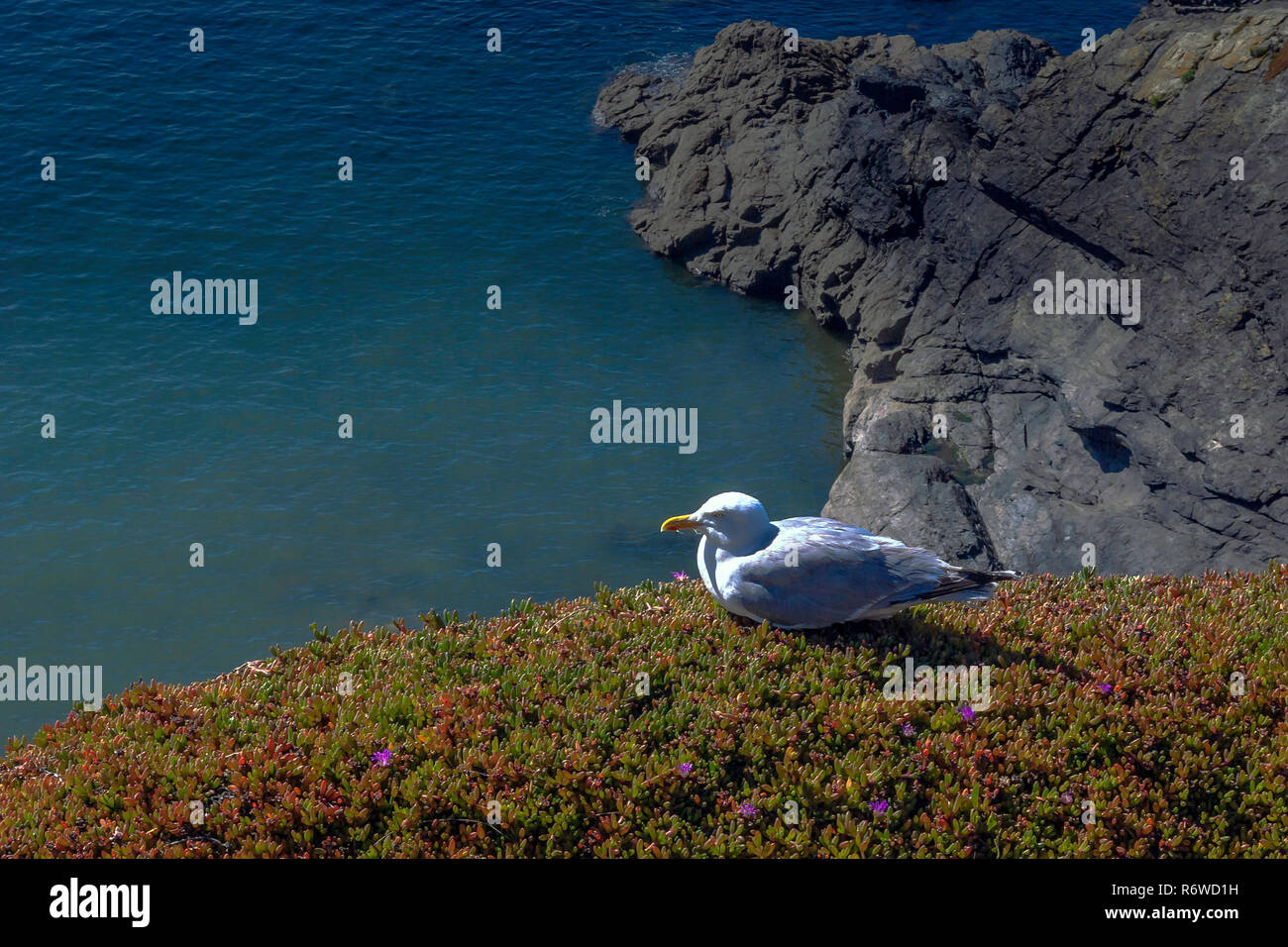 Le Lézard - seagull sauvages Point, Cornwall Banque D'Images