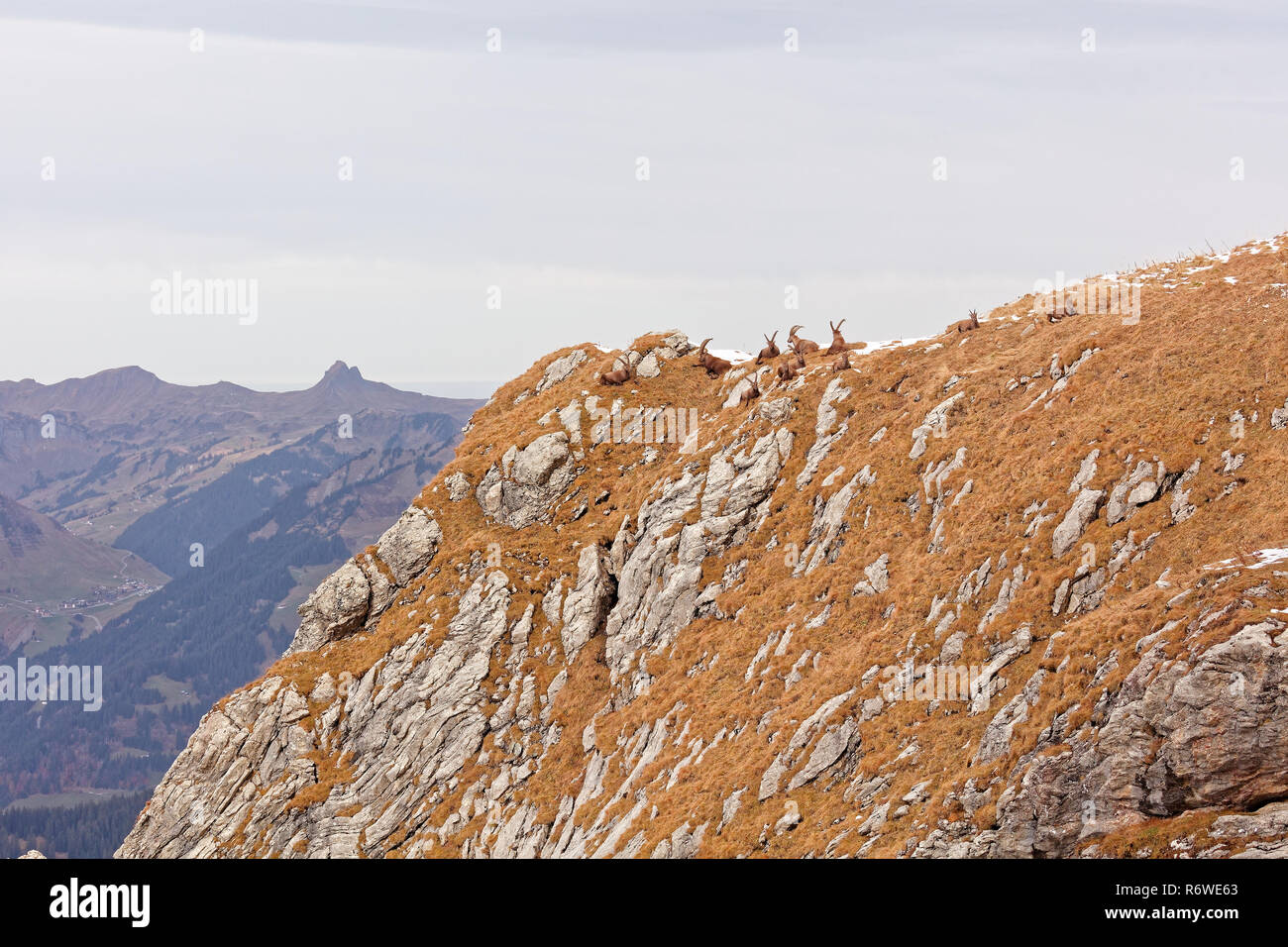 Chèvres de montagne sauvages (Capra ibex) dans Lechquellengebirge montagnes près de Rote Wand - Vorarlberg, Autriche Banque D'Images