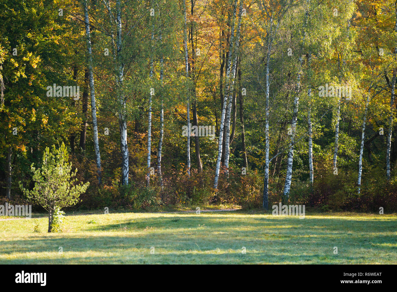 Une forêt de bouleaux en automne Banque D'Images