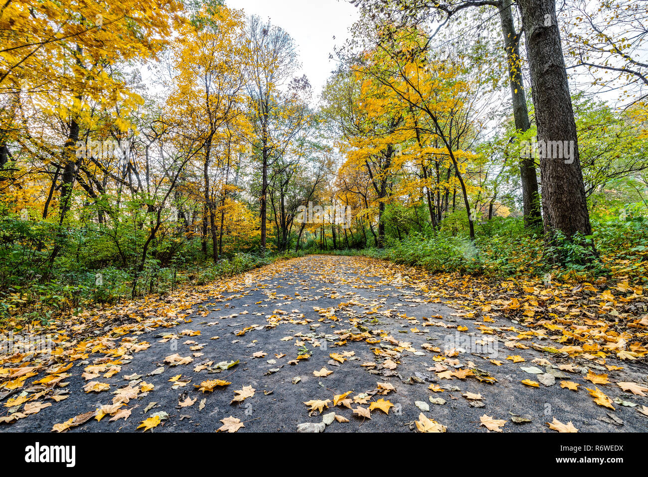 Une forêt chemin pavé à l'automne avec le feuillage jaune/orange et les feuilles tombent des arbres. Banque D'Images