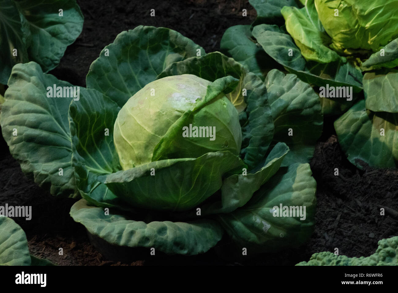 Chou (Brassica oleracea) croissant dans le champ d'un agriculteur Banque D'Images