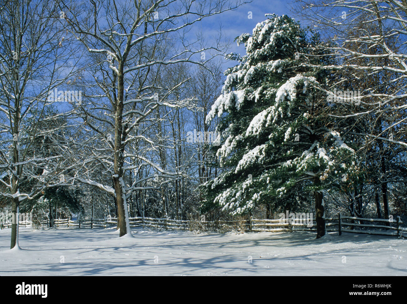 Scène de tempête de neige avec clôture à Monmouth Co., dans le New Jersey, États-Unis, États-Unis, paysage d'hiver arbres d'hiver tiges, Pantone bleu scènes d'hiver US tempête de neige Banque D'Images