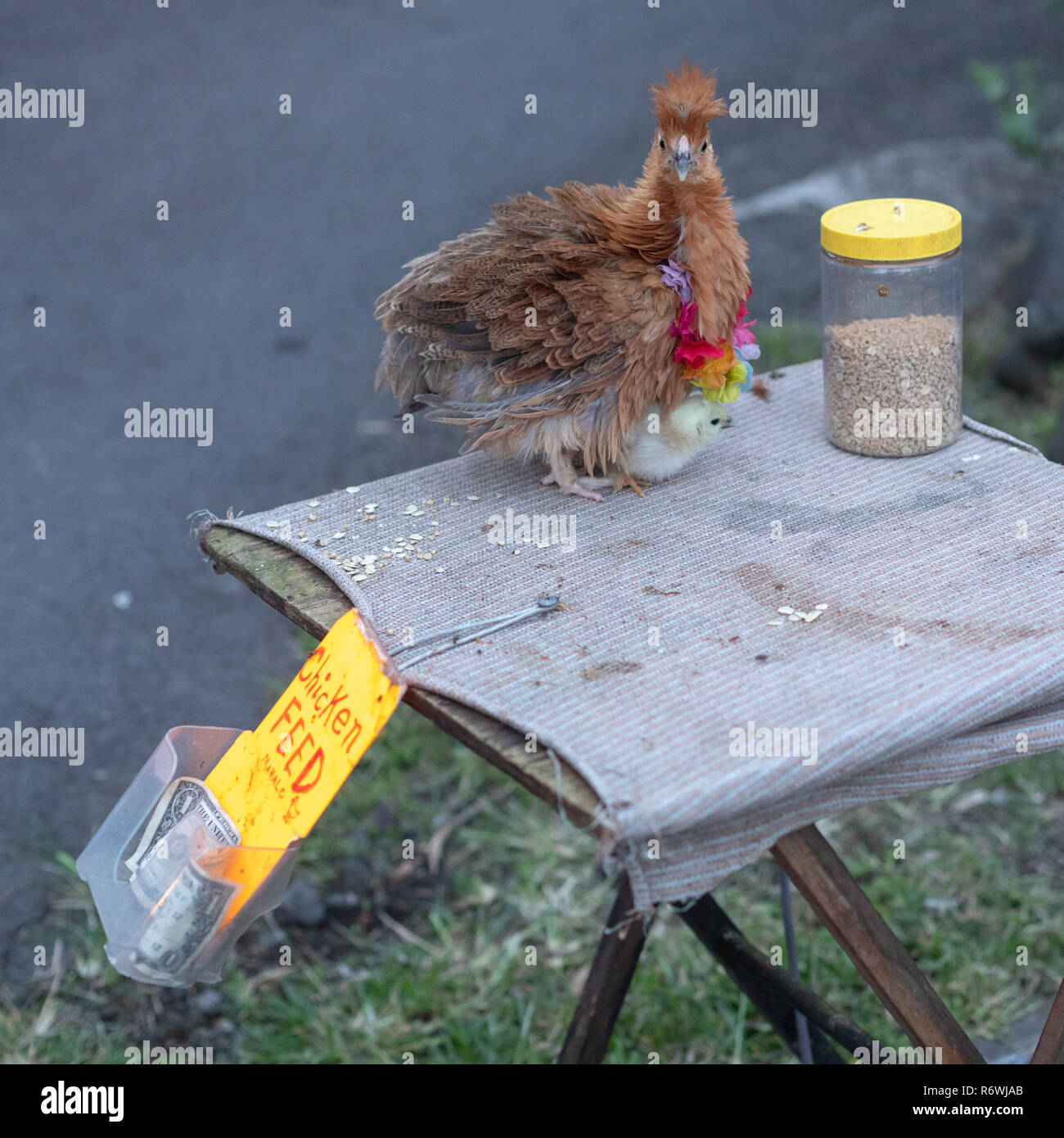 Kalapana, Hawaii - une poule et son poussin, solliciter de l'argent pour "nourrir" le marché de nuit à Kalapana. Des centaines d'assister à l'événement tous les Wednesda Banque D'Images