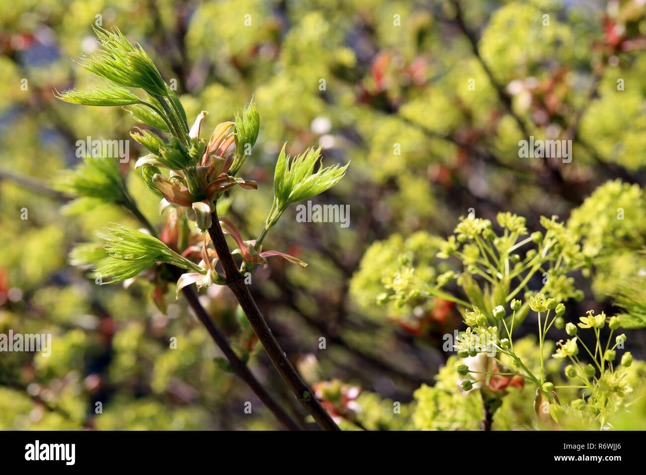 Les jeunes feuilles et les inflorescences sur l'érable Banque D'Images