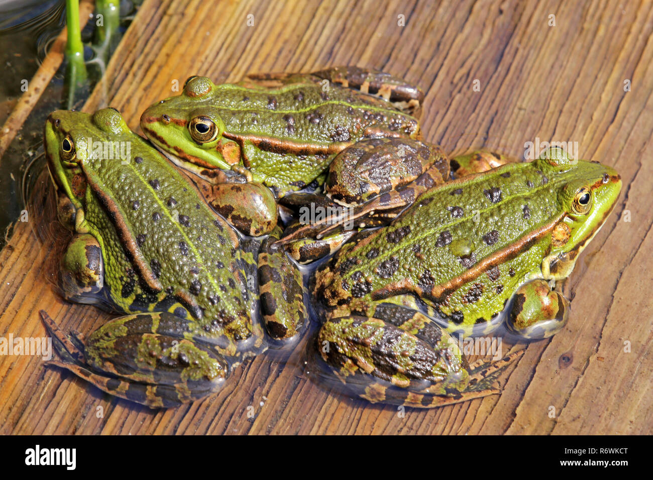 Trois grenouilles de l'étang se réchauffent dans le soleil du printemps Banque D'Images