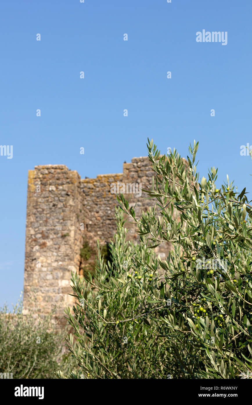 Branche d'un olivier plein d'olives vertes avec une tour en ruine dans l'arrière-plan sur un ciel bleu clair, l'espace libre pour le texte sur le dessus Banque D'Images