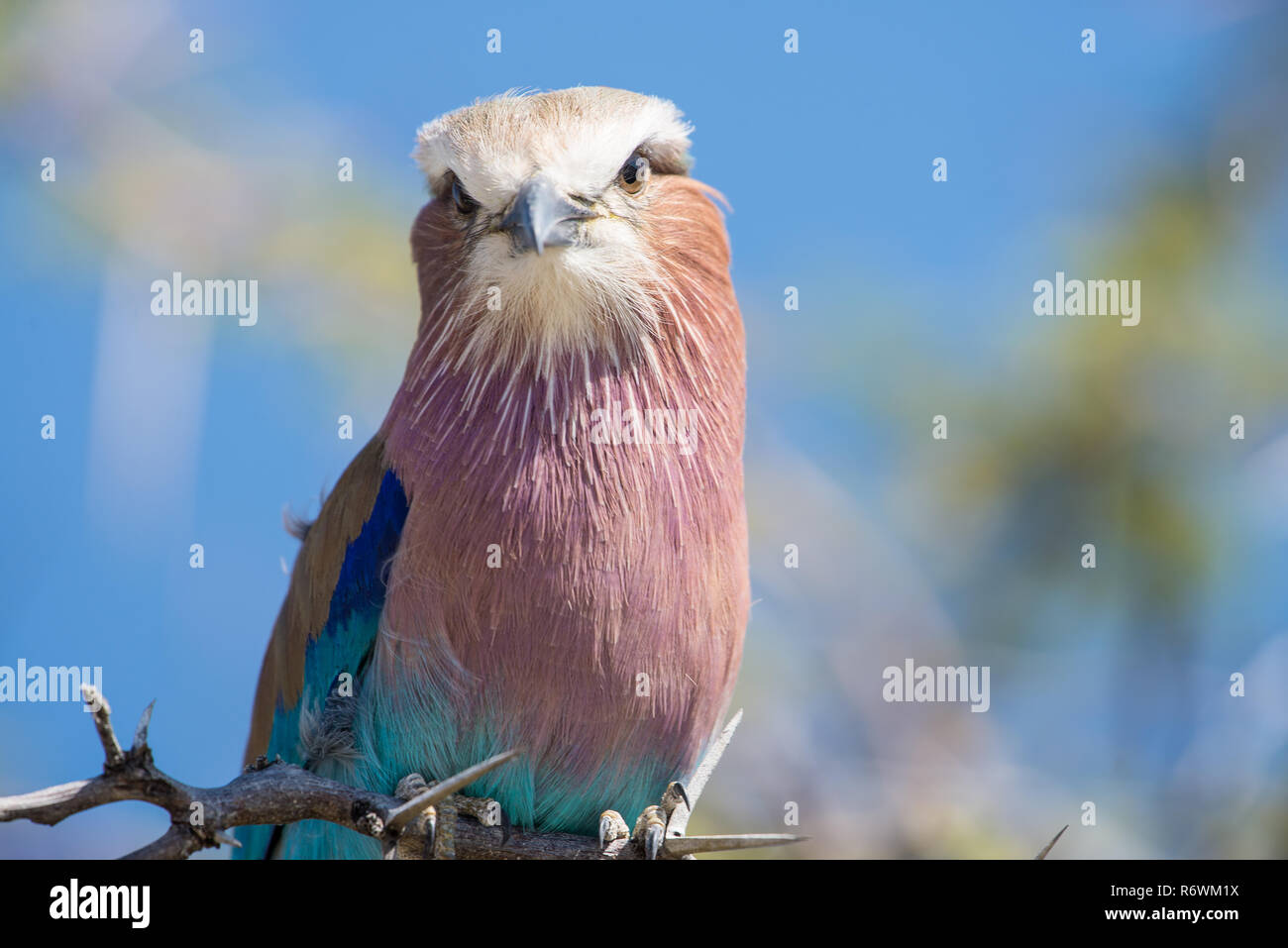 Lilac breasted roller Banque D'Images