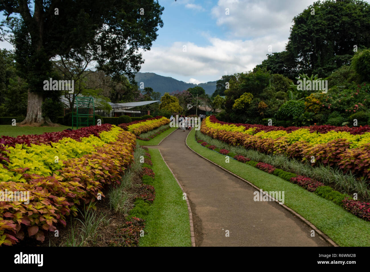 Jardins botaniques royaux, Peradeniya, Kandy, Sri Lanka Banque D'Images