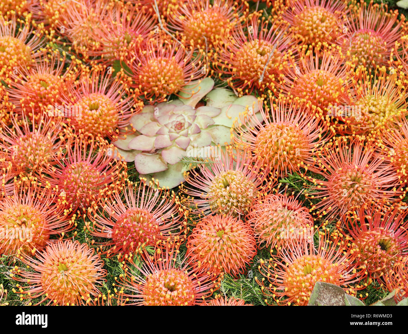 Arrangement de fleurs à la Fête des Fleurs de Madère Banque D'Images