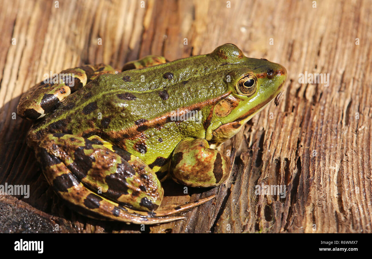 Étang frog pelophylax esculenta repose sur planche de bois à l'étang Banque D'Images