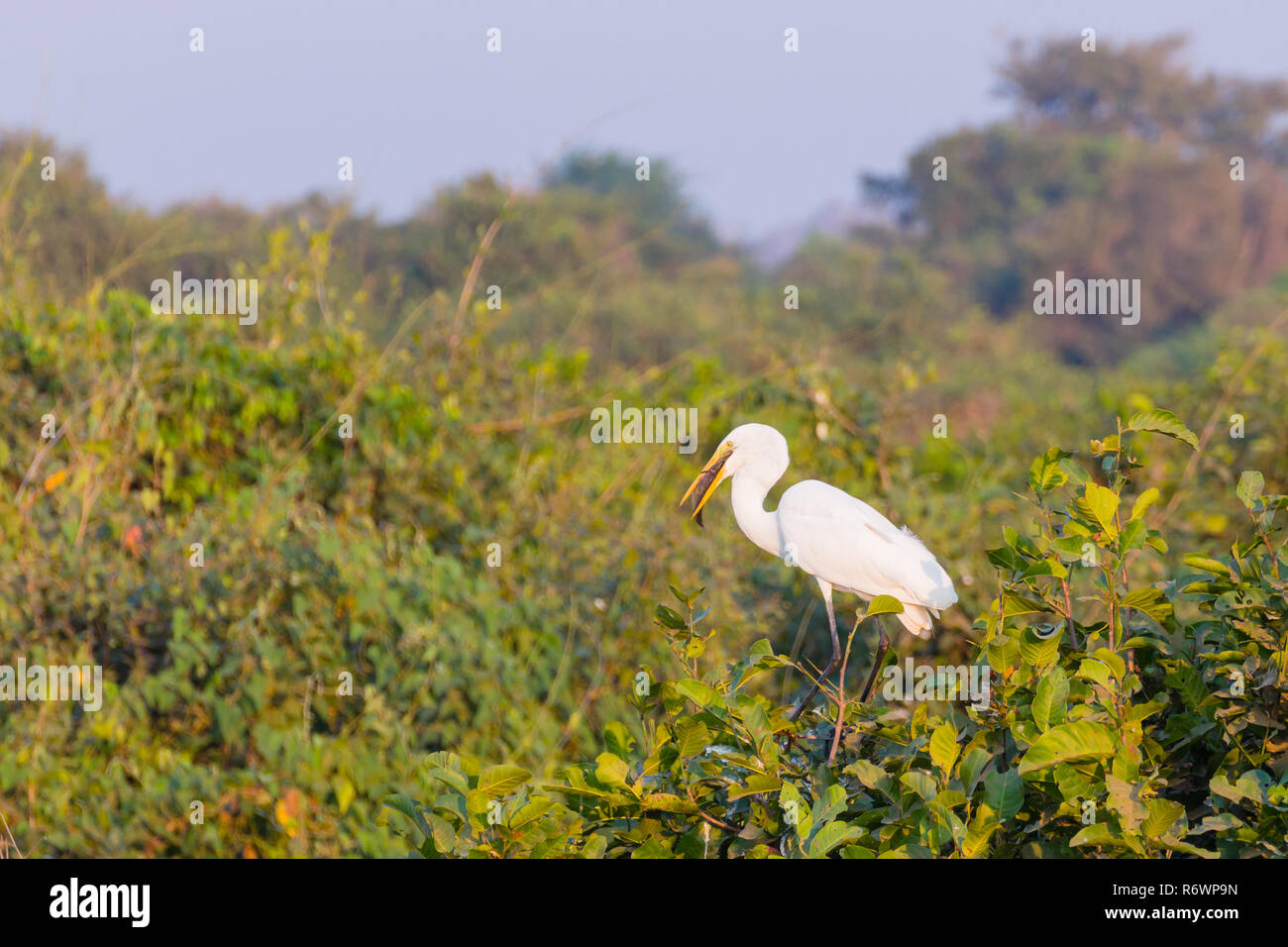 Grande Aigrette oiseau sur la nature du Pantanal, Brésil. La faune du Brésil Banque D'Images