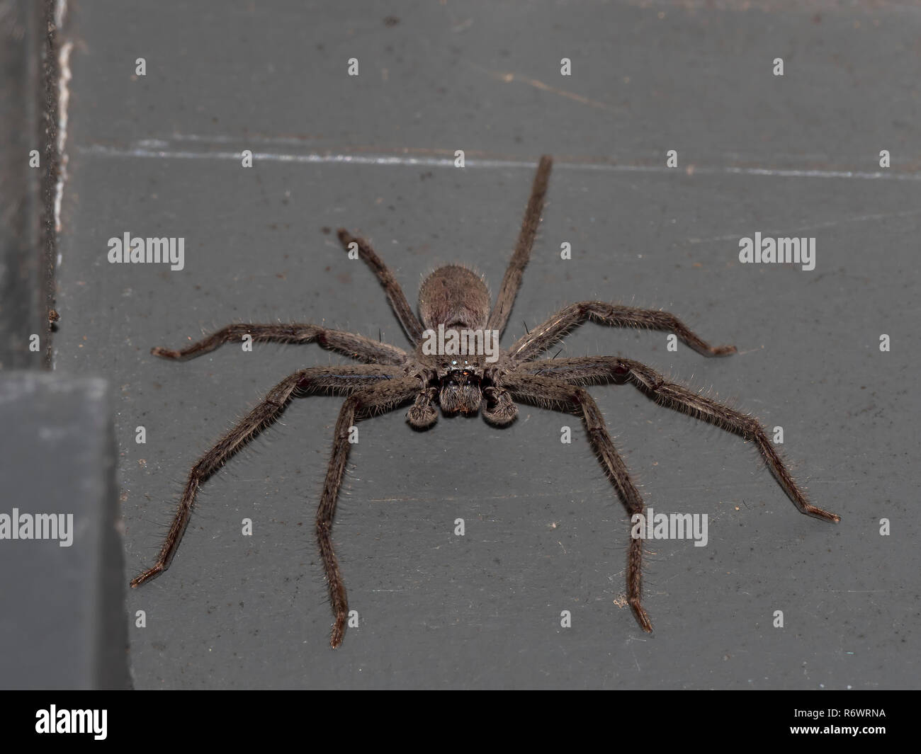 Araignée Huntsman (Holconia montana) Banque D'Images