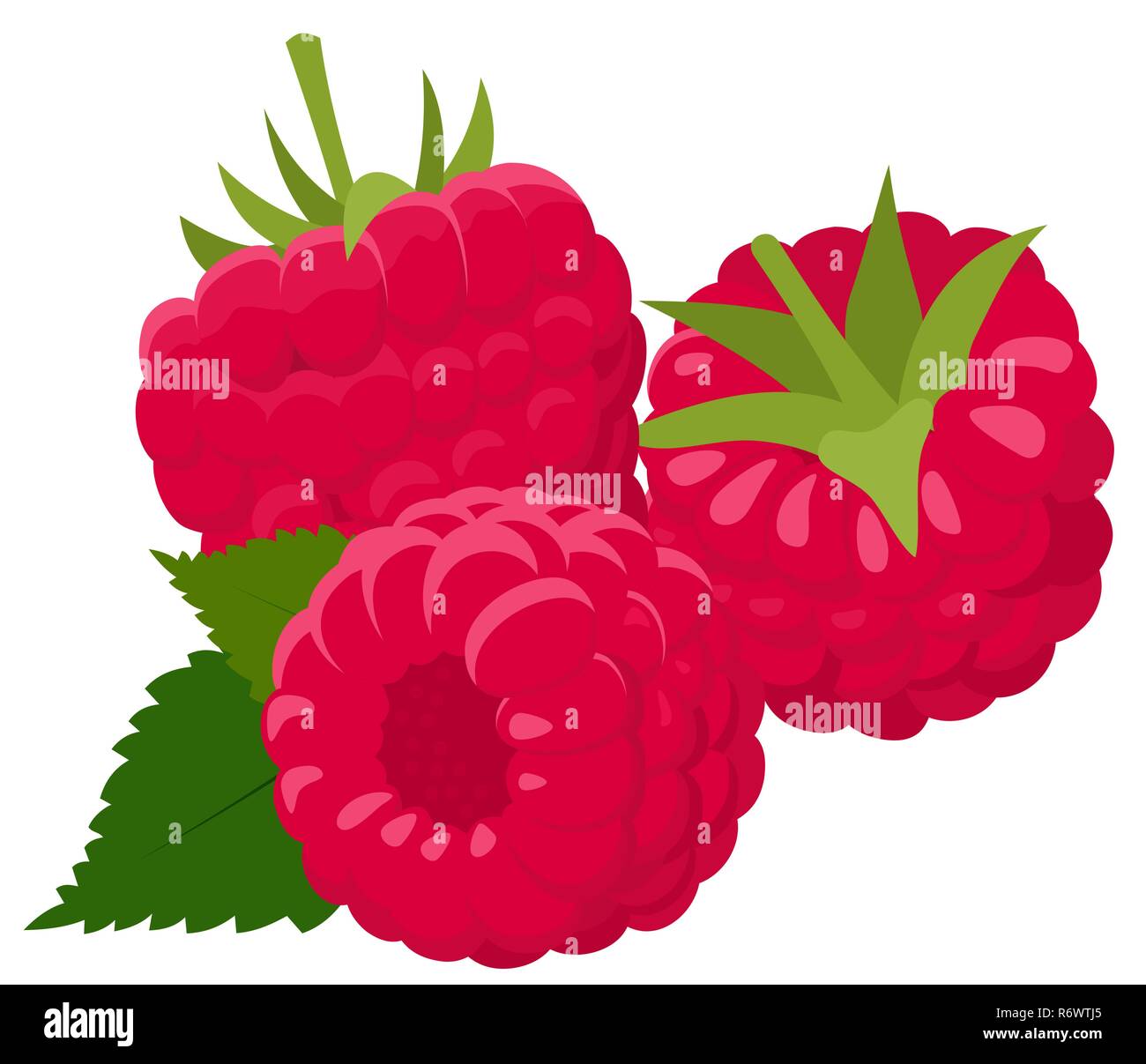 Raspberry isolé sur fond blanc. Les framboises. Forest berry. Vector Illustration Illustration de Vecteur