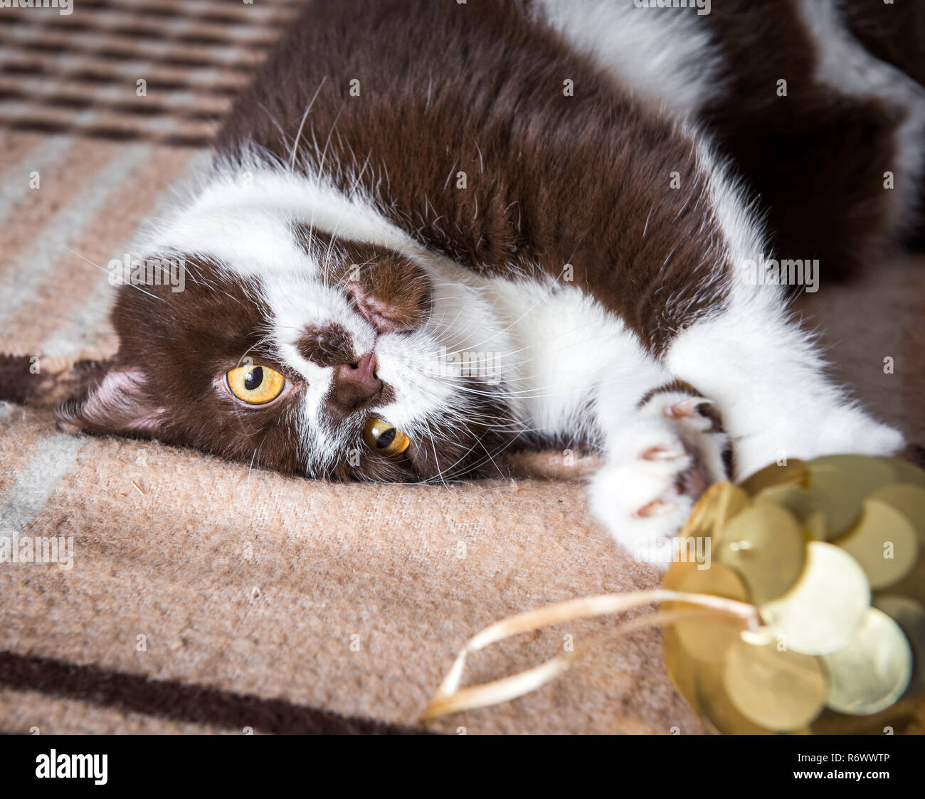 La Couleur Chocolat Chat Joue Avec La Boule De Noel Photo Stock Alamy