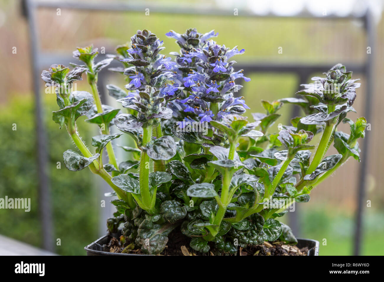 Ajuga pyramidalis,metallica crispa Banque D'Images