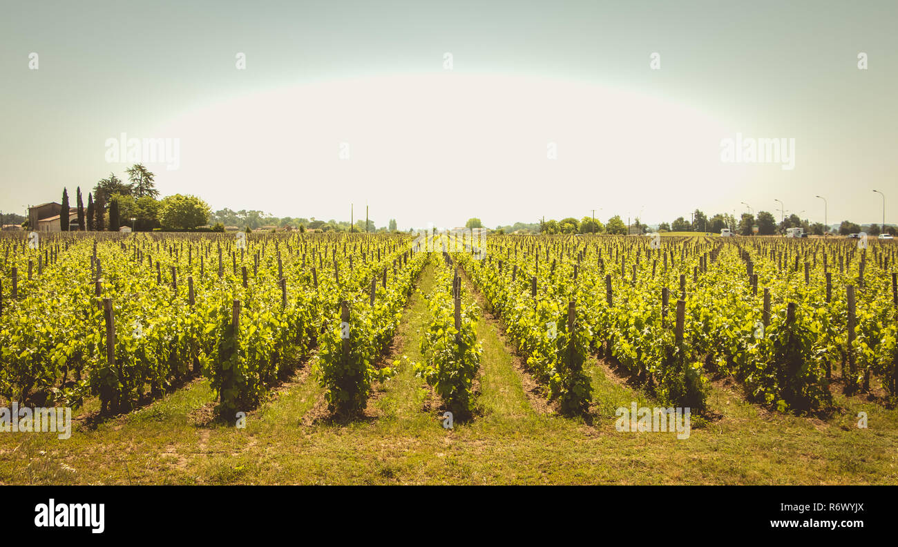 Vignoble de Saint-Emilion, France, près de Bordeaux à la fin du printemps 2017 Banque D'Images