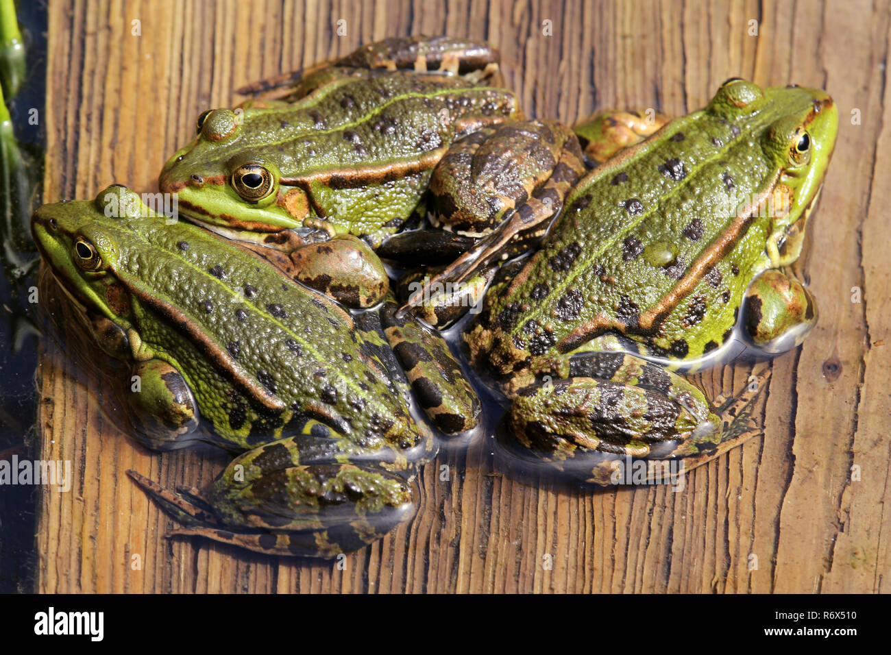 Trois hommes dans un bateau - étang grenouilles Rana esculenta Banque D'Images