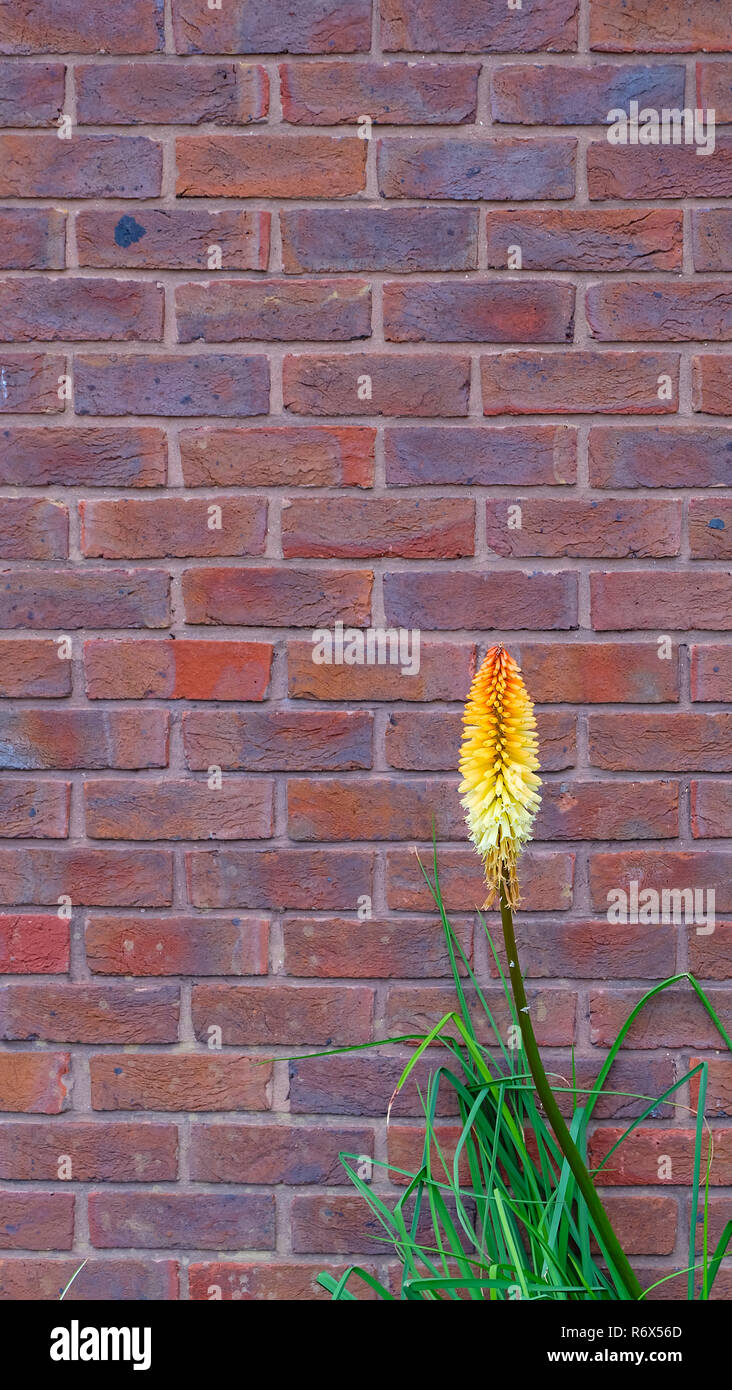 Belle lily torche avec orange et jaune fleurs de gradient contre un mur de brique rouge. Banque D'Images