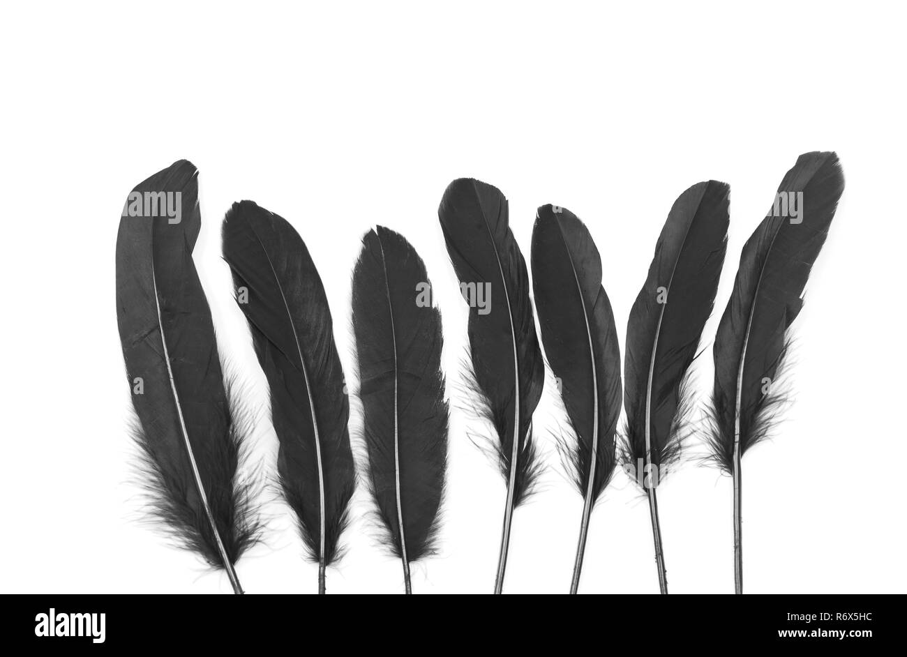 Plumes noires Banque D'Images