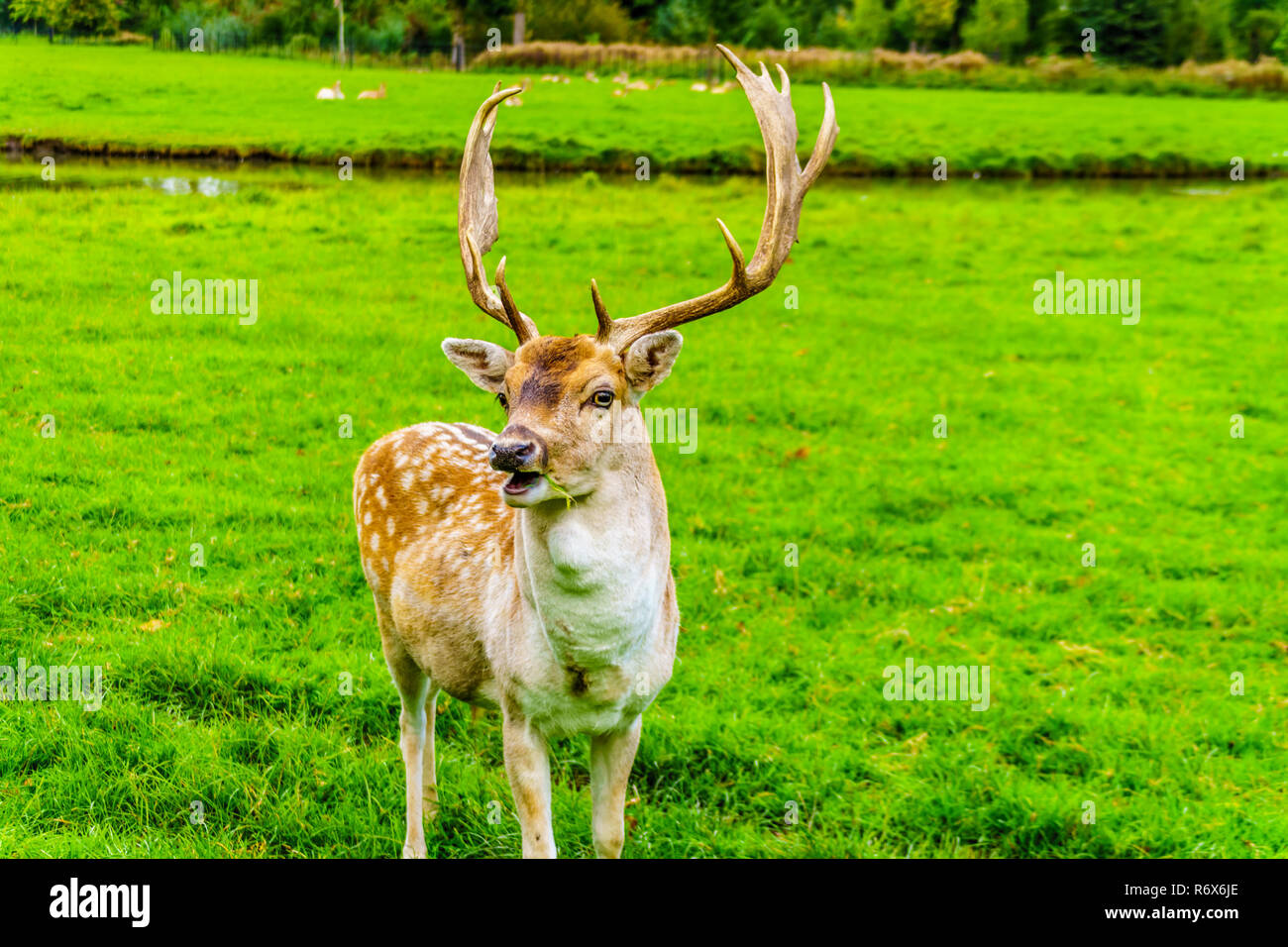 Le daim avec bois dans un pré vert dans le parc du château de Haar à Utrecht, Pays-Bas Banque D'Images
